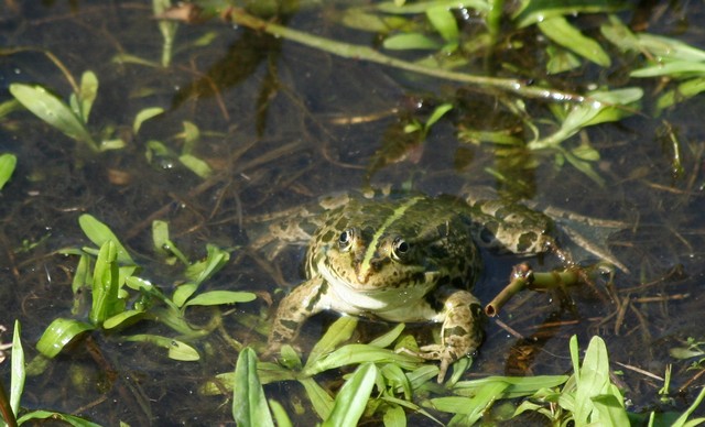 tortue de floride... Img_1520