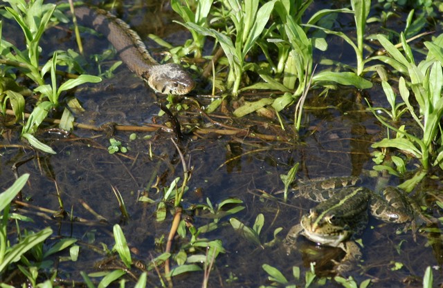 tortue de floride... Img_1523