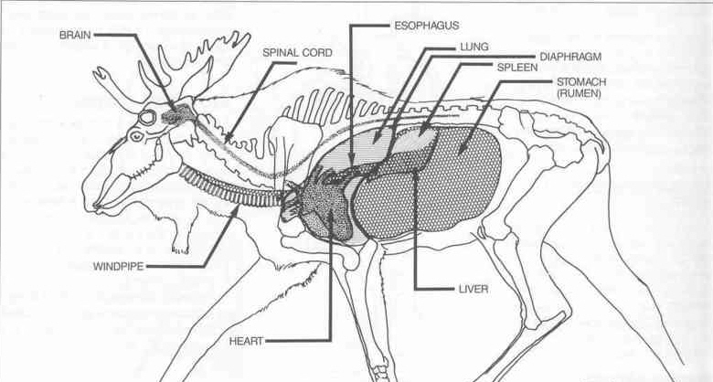 Orignal anatomie Moosea11