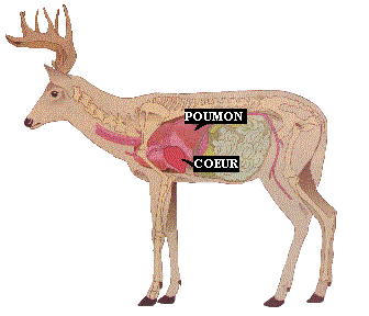 Anatomie chevreuil Squele11