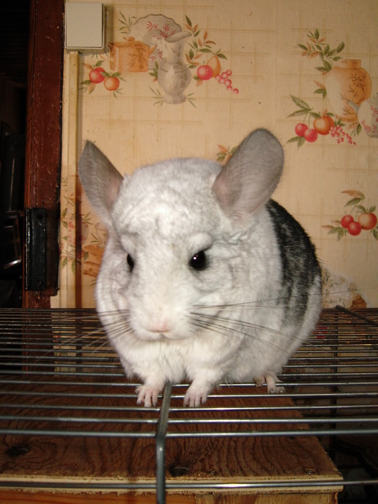 Mes chinchillas, Bounty et Caramel Photo_10