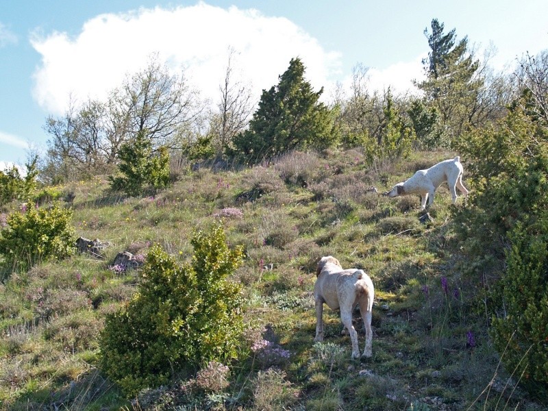 Mes 3 B.du Bourbonnais , ... entraînement , chasse ... P4293110