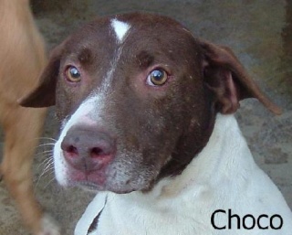 Choco X Braque/Beagle de 9 ans n'a connu que le refuge Photo_60