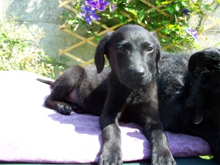 adorable chiot male 2 mois 1/2 (lille 59) Photo_88