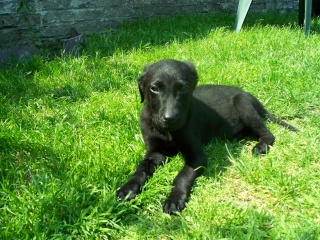 adorable chiot male 2 mois 1/2 (lille 59) Photo_90