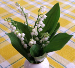 1er mai Muguet10