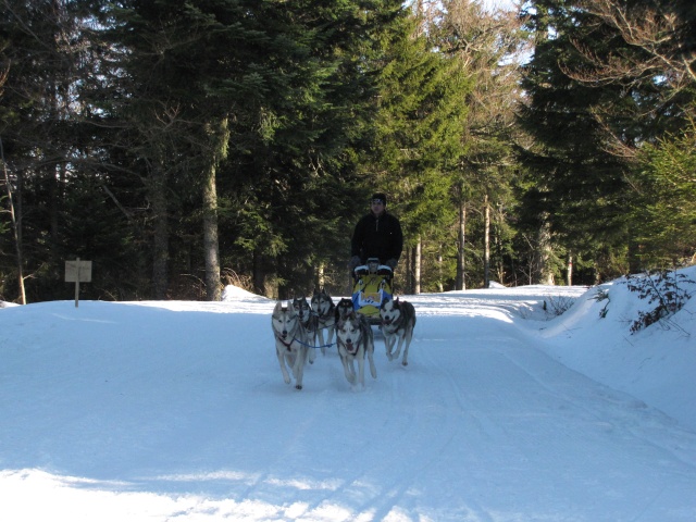 SANCY SNOW DOGS Img_0620