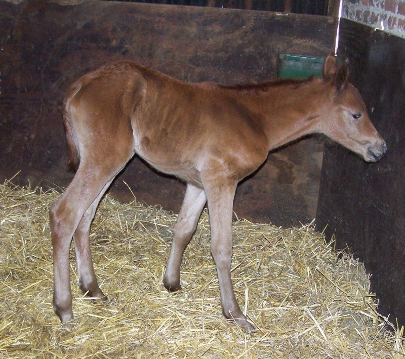 2008 Al hfifa Zafira - Tauqui el masan x Oka el Dahman Zafira13