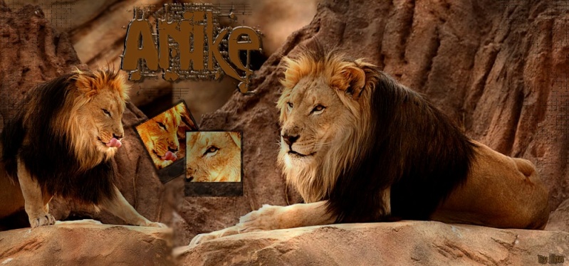 Mes lions !!! grrrrr Anike_10