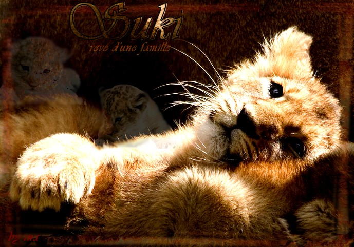 Mes lions !!! grrrrr Suki_b10