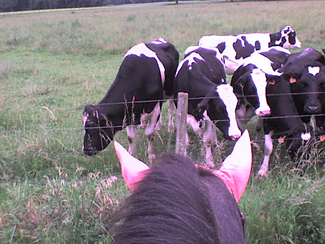Roxane et les vaches (deuxième édition et nouvelles photos) Balade11
