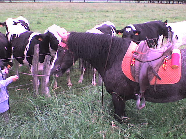 Roxane et les vaches (deuxième édition et nouvelles photos) Balade13