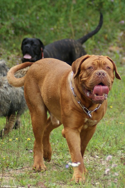 Ganesh de la tribue de Lazza, dogue de Bordeaux - Page 2 Dsc00111