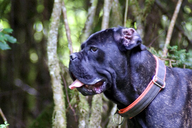 corso - Guesh Patty du temple de Jade, cane corso - Page 2 Dsc00115