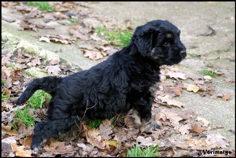 5 chiots berger catalan LOF disponibles pour le 17 décembre! - Page 2 Dsc04517