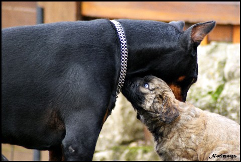 5 chiots berger catalan LOF disponibles pour le 17 décembre! - Page 2 Dsc04550