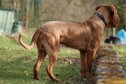 Ganesh de la tribue de Lazza, dogue de Bordeaux Dsc04918