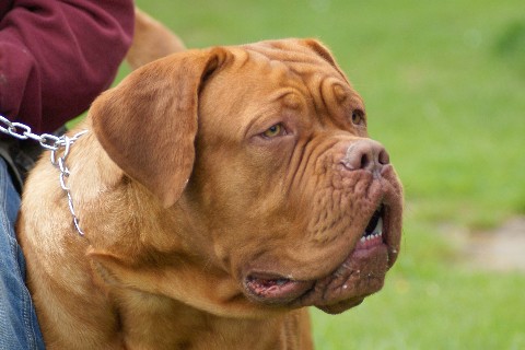 Ganesh de la tribue de Lazza, dogue de Bordeaux Dsc05029