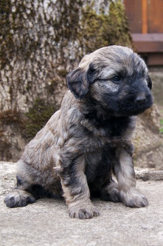 Chiots berger catalan LOF Dsc05310