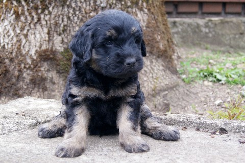 7 chiots berger catalan LOF  rserver pour mi-juin Dsc05311