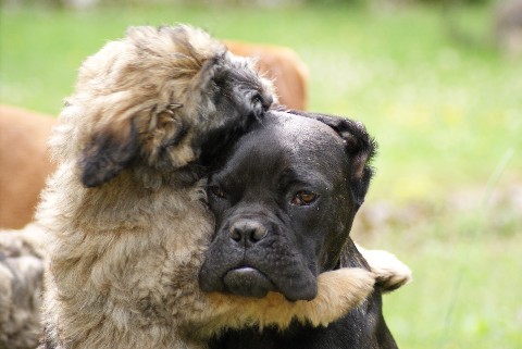 Guesh Patty du temple de Jade, cane corso - Page 2 Dsc05512