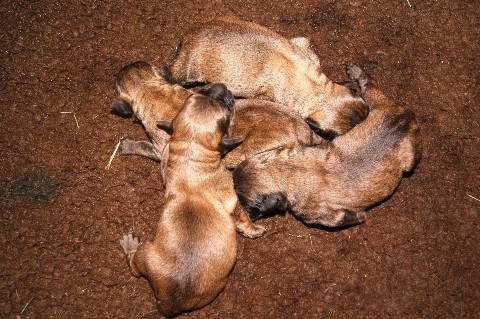 Des chiots berger catalan LOF en prévision - Page 3 Dsc05715