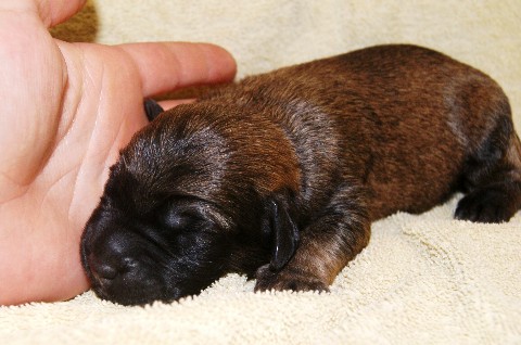 Des chiots berger catalan LOF en prévision - Page 4 M2210