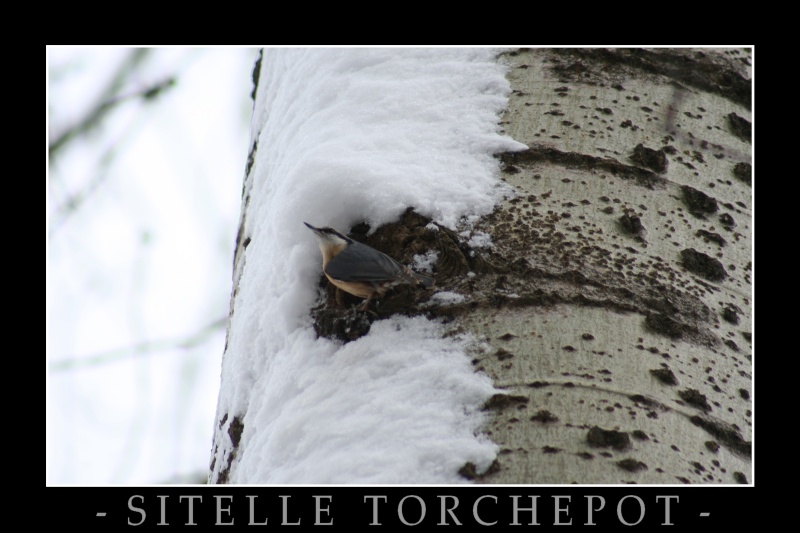 La sitelle torchepot Oso_0710