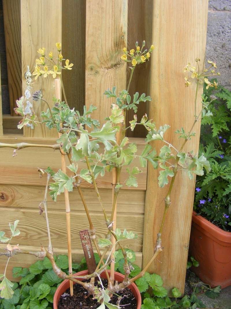 Pelargonium gibbosum 31050820