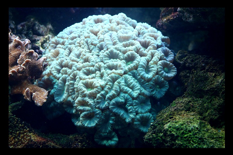 les coraux Img_3610
