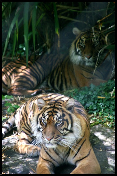 Nos photos, Sortie Zoo de doué - Page 2 Img_4319