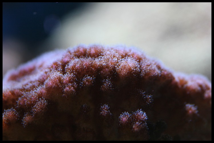 [b]plus d'anemone=nouvel aquarium[/b] - Page 4 Img_4728