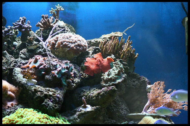 [b]plus d'anemone=nouvel aquarium[/b] - Page 4 Img_4729