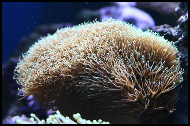 [b]plus d'anemone=nouvel aquarium[/b] - Page 4 Img_4730