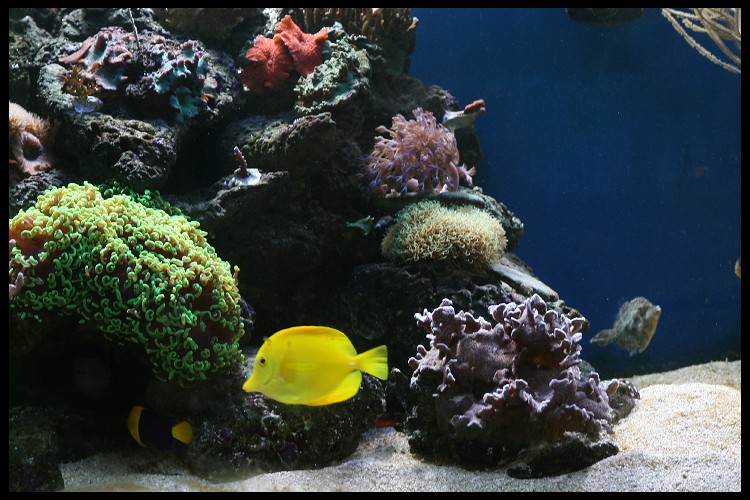 [b]plus d'anemone=nouvel aquarium[/b] - Page 4 Img_4816