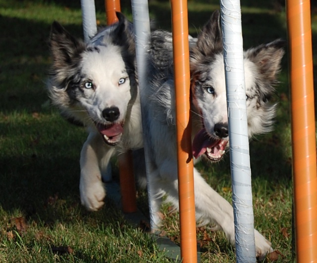 photos - Concours calendrier 2009: photos en agility Tete_s10