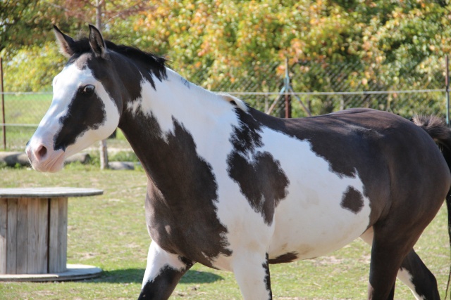 American Horse's Valley et ses Paint Horses... - Page 2 05210