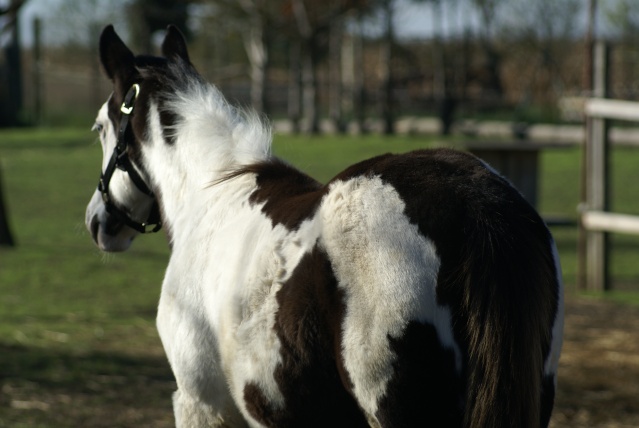 American Horse's Valley et ses Paint Horses... - Page 2 Dsc00117