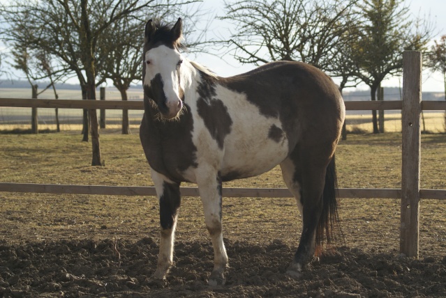 American Horse's Valley et ses Paint Horses... - Page 3 Dsc02221