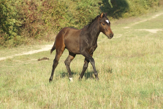 CODY, poulain Paint Horse Dsc08224