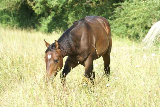 CODY, poulain Paint Horse - Page 2 Dsc08231