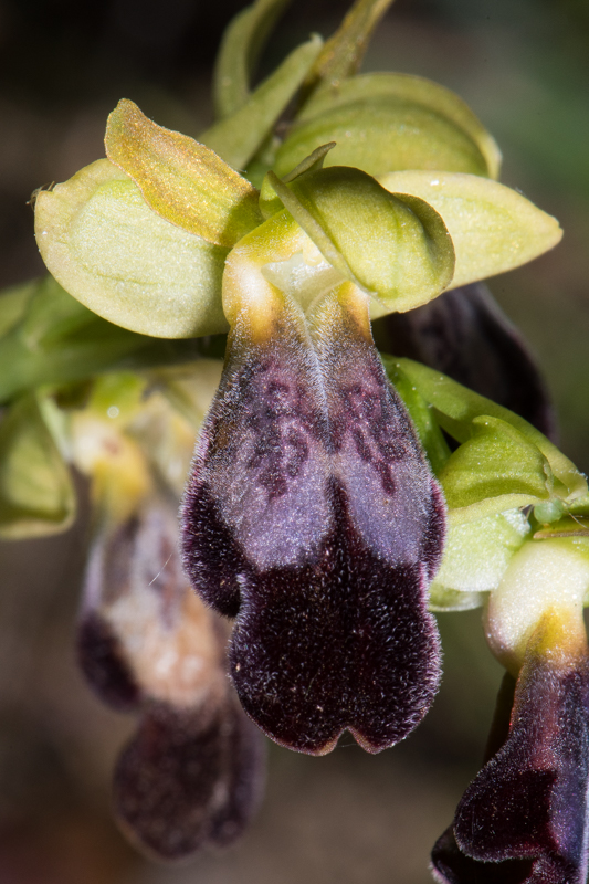 Ophrys fusca (Ophrys brun) Dsc_0010
