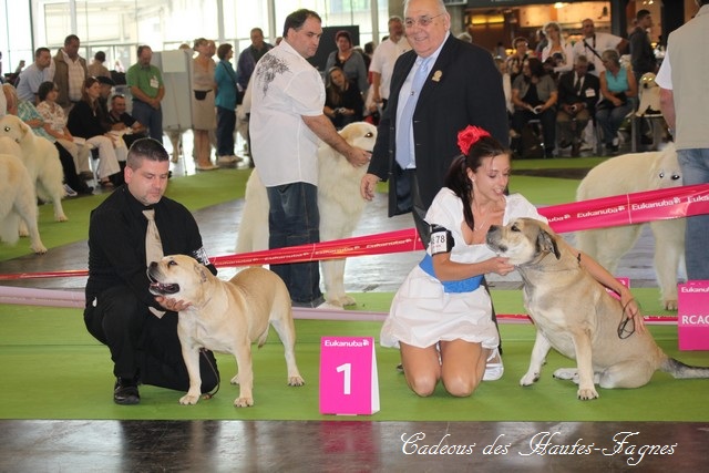 world dog show 2011 - Page 9 Img_0134