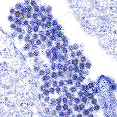 Sciences & vie : Un nouveau virus mortel pour l'homme 14379110