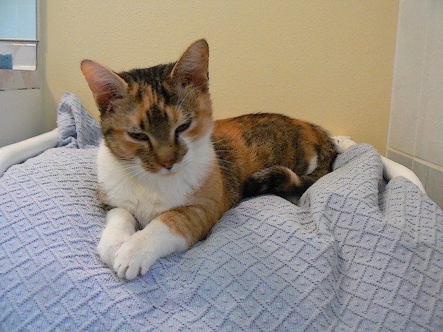 Capucine, minette qui redécouvre la vie Capucy13