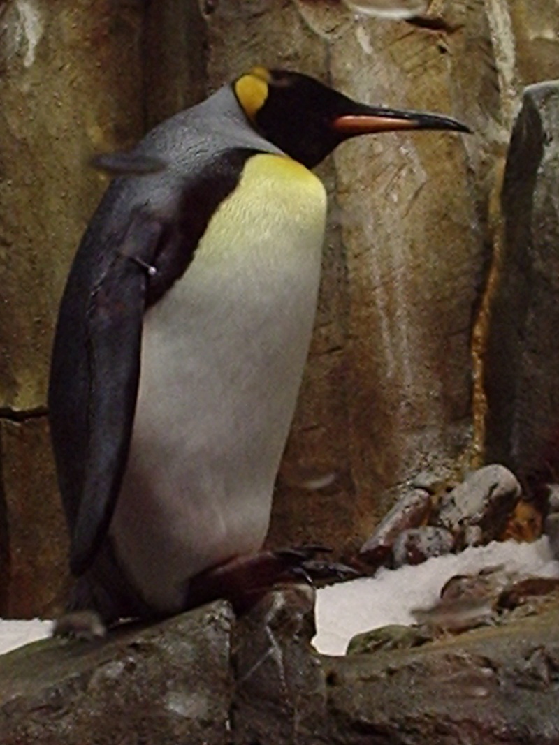 Biodôme de Montréal, Québec, Canada - Page 2 P5170220