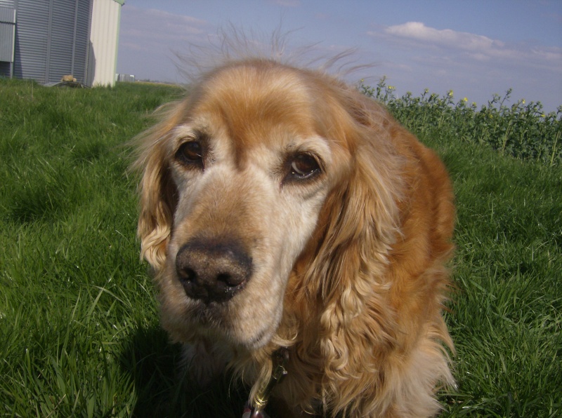 ticky cocker golden male 13ans dep 41 - Page 2 Hpim3211