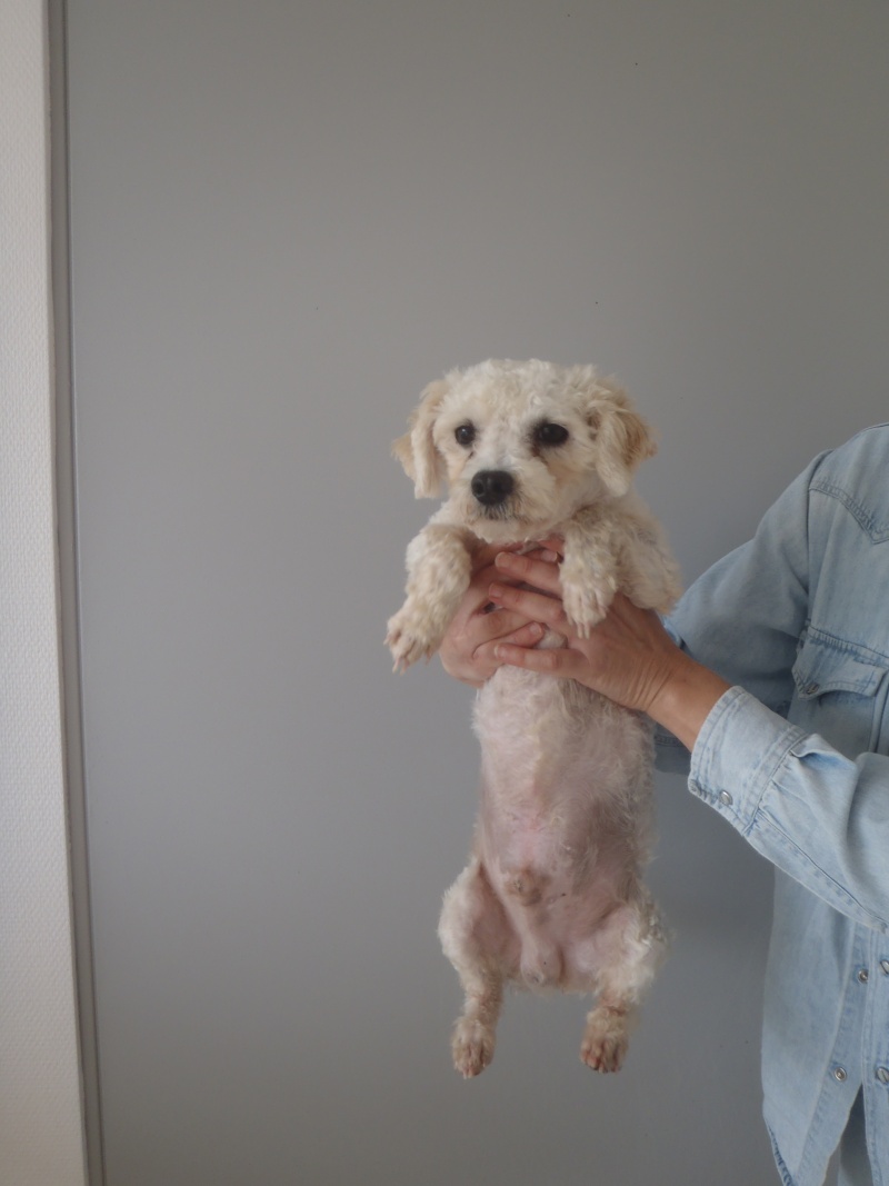 Bichons saisis 11  la SPA de More(41) Reste 6 mles 2 ans P8070011