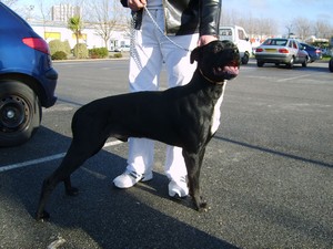 Bounty, femelle boxer bientôt 2 ans. Tayson10