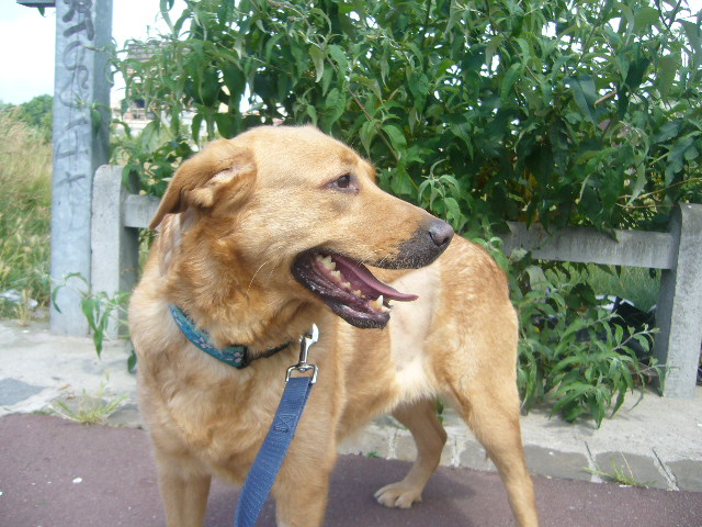 Valentine labrador femelle 2 ans P1090413